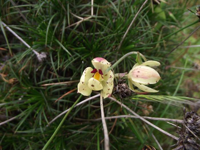 Thelymitra crinita - orchidaceae-0055.JPG